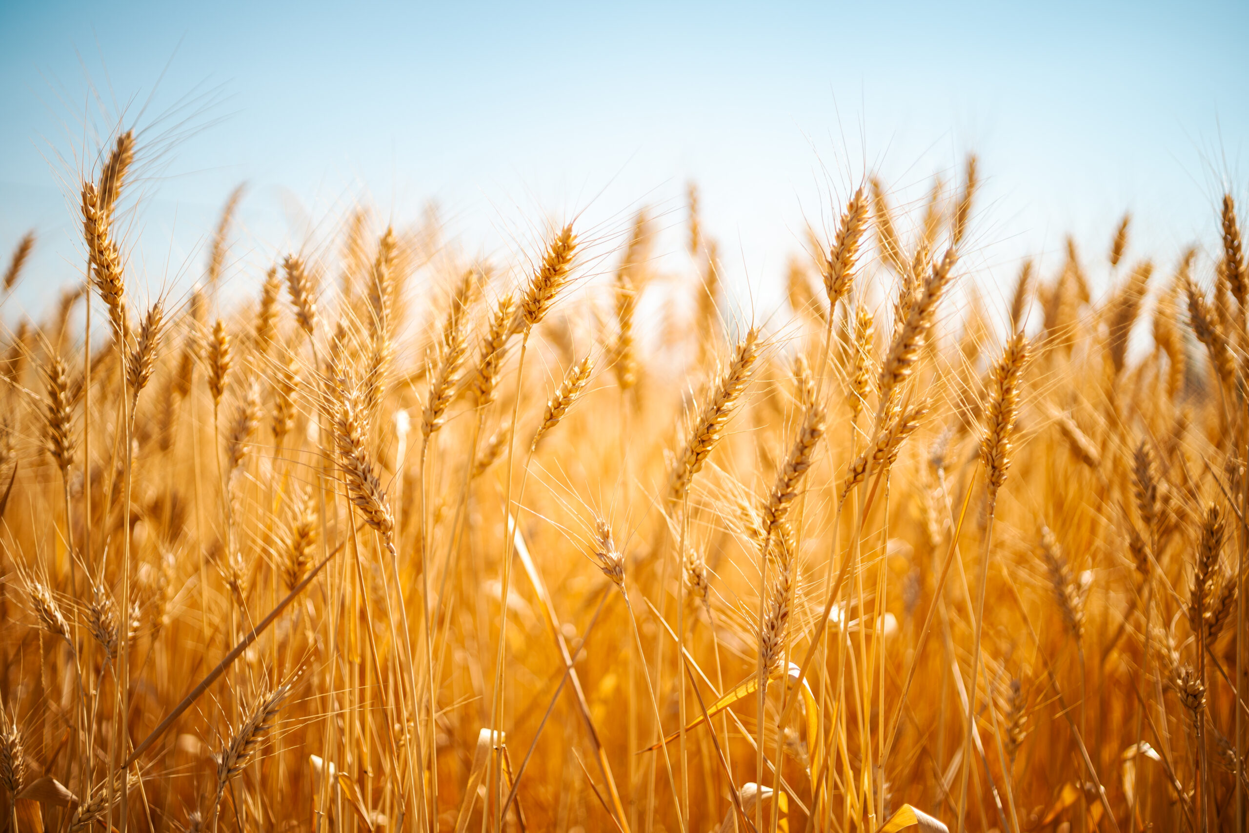 IStock 2227822360 Scaled