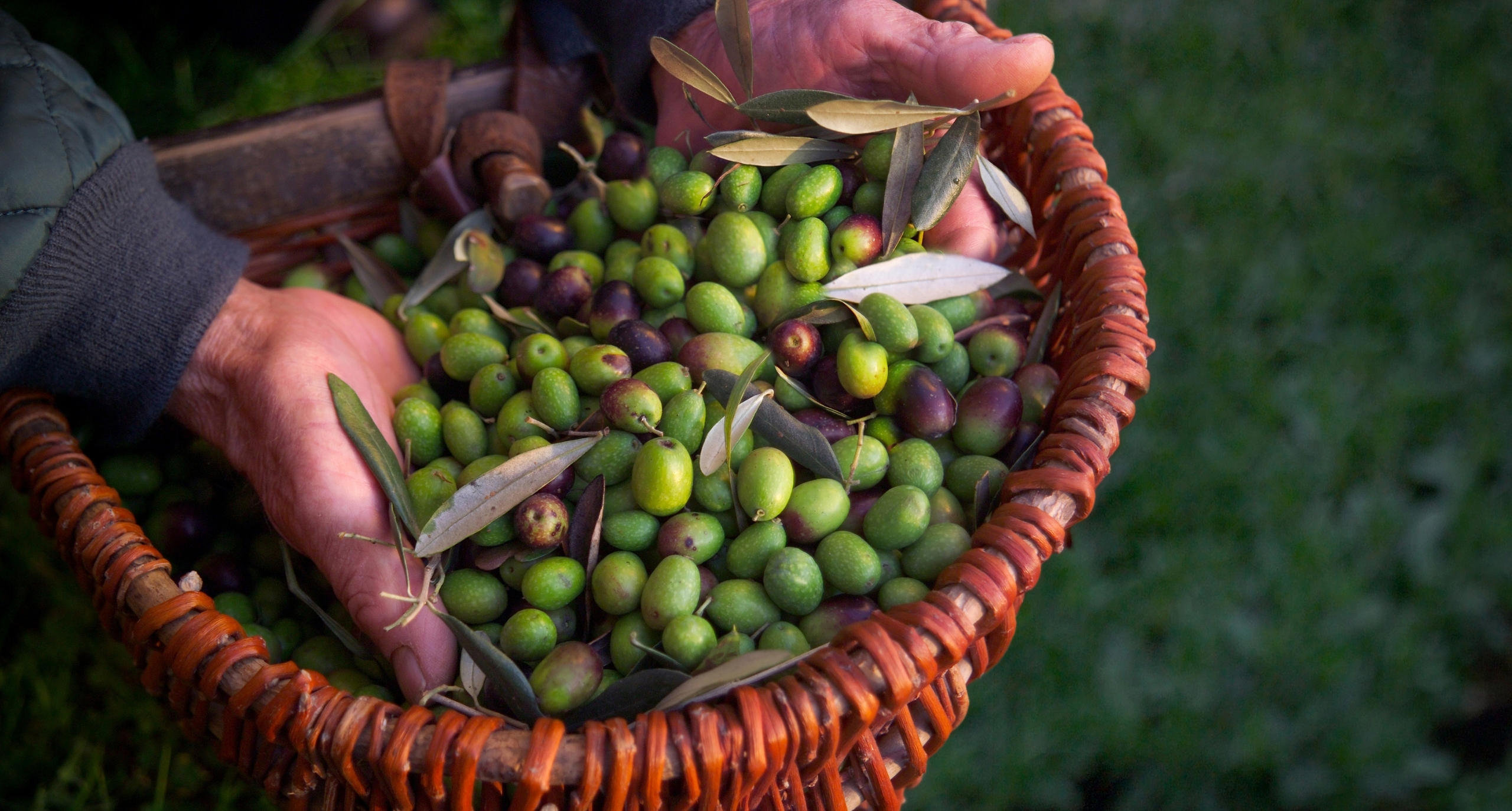 Olive
